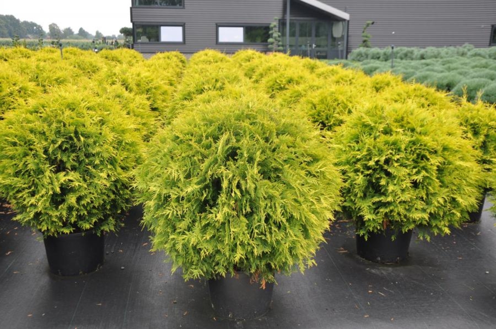 Туя западная Голден Глоб (Thuja occidentalis 'Golden Globe')