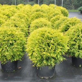 Туя западная Голден Глоб (Thuja occidentalis 'Golden Globe')