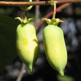 Актинидия полигама Полигама (Actinidia polygama 'Polygama')