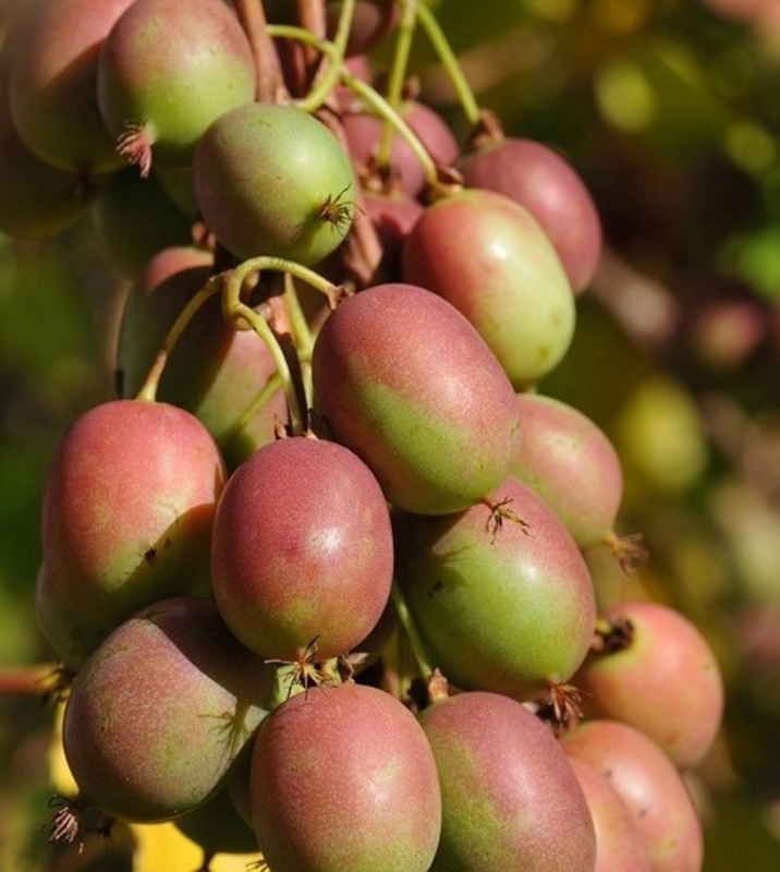 Актинидия аргута Ананасная (Actinidia arguta 'Ananasnaya')