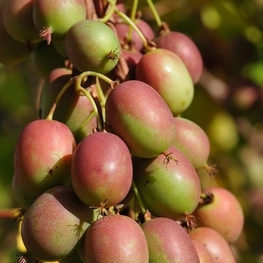 Актинидия аргута Ананасная (Actinidia arguta 'Ananasnaya')