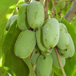 Актинидия аргута Золотая Коса (Actinidia arguta 'Zolotaja kosa')