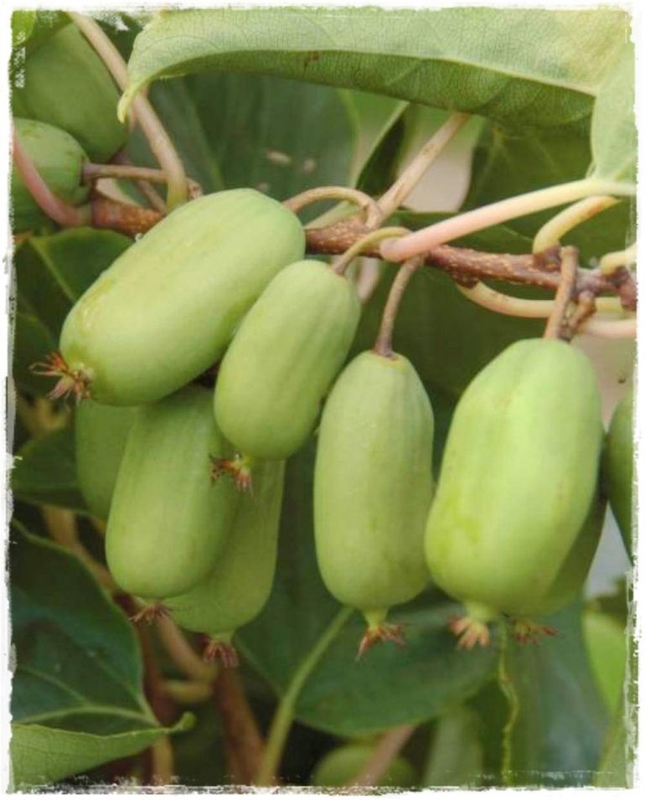 Актинидия аргута Кокува (Actinidia arguta 'Kokuwa')