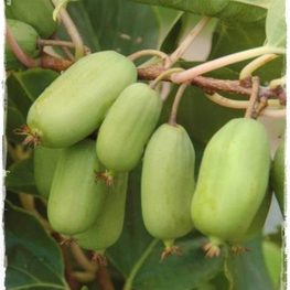 Актинидия аргута Кокува (Actinidia arguta 'Kokuwa')