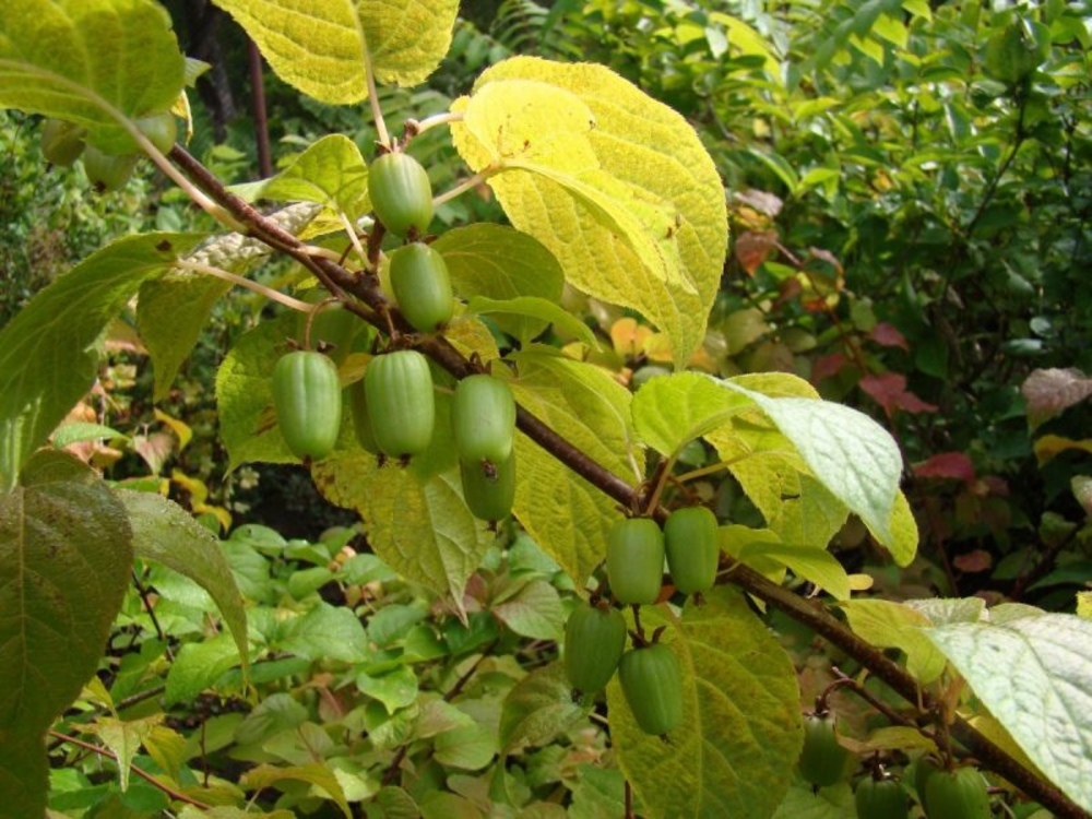 Актинидия коломикта Ароматная (Actinidia kolomikta 'Aromatnaya')