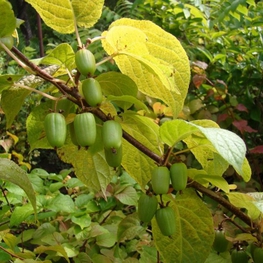 Актинидия коломикта Ароматная (Actinidia kolomikta 'Aromatnaya')