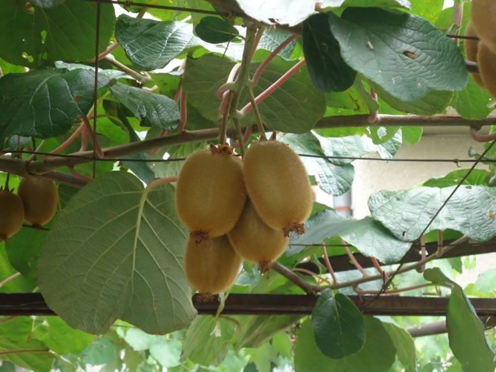Актинидия полигама Абрикосовая (Actinidia polygama 'Abricosovaya')