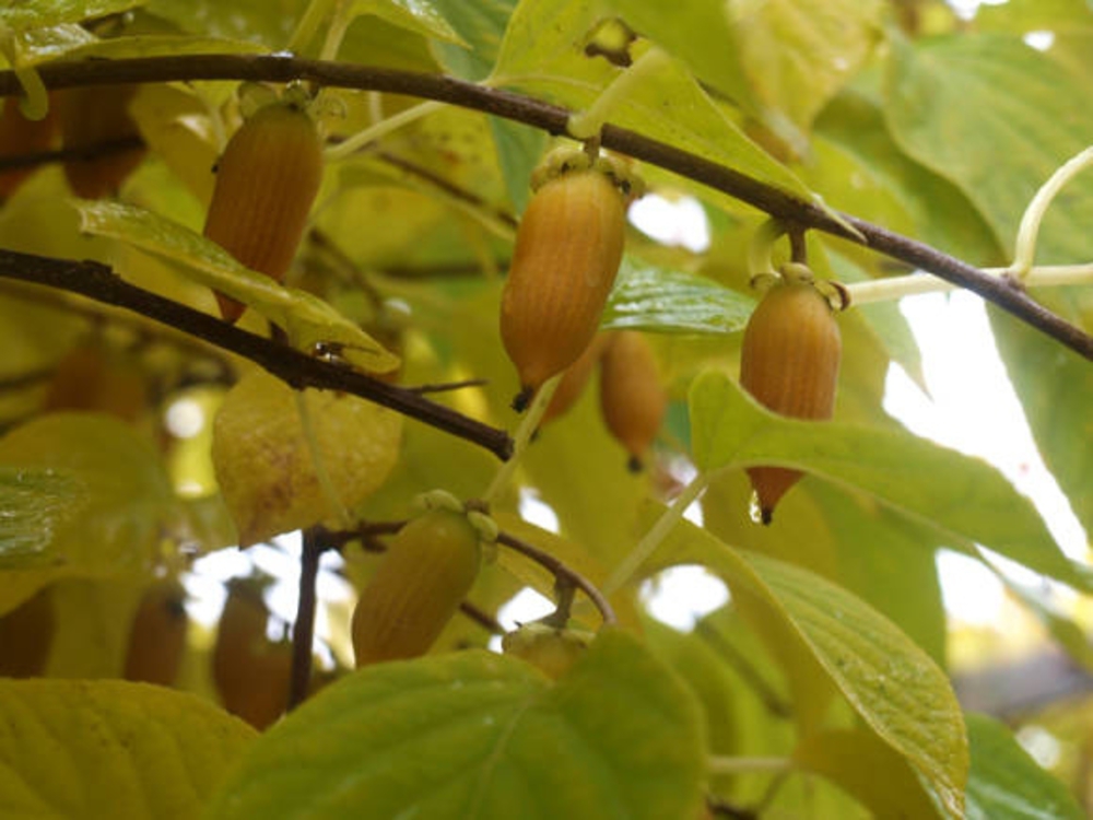Актинидия полигама Лесная (Actinidia polygama 'Lesnaya')