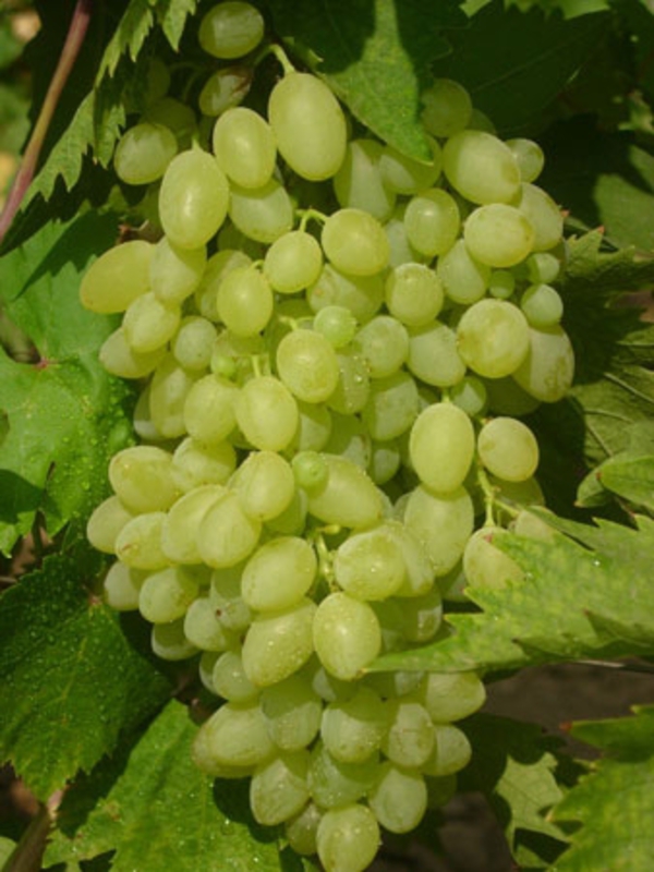 Виноград Арсеньевский (Vitis vinifera 'Arsenyevskiy')