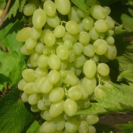 Виноград Арсеньевский (Vitis vinifera 'Arsenyevskiy')