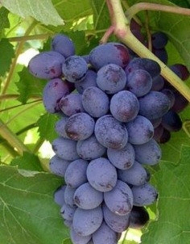 Виноград Нептун (Vitis vinifera 'Neptun')