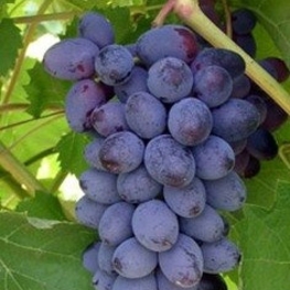 Виноград Нептун (Vitis vinifera 'Neptun')