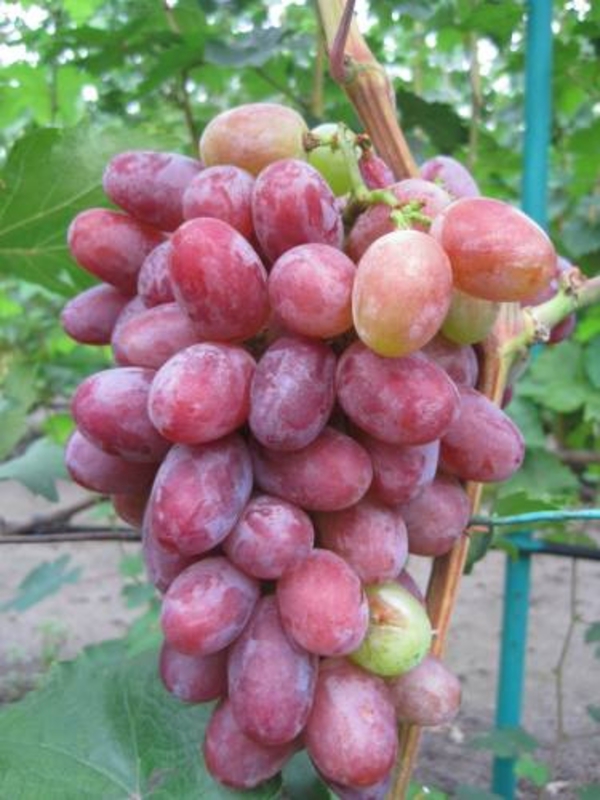 Виноград Граф Монте Кристо (Vitis vinifera 'Graf Monte Cristo')
