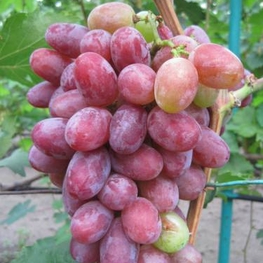 Виноград Граф Монте Кристо (Vitis vinifera 'Graf Monte Cristo')