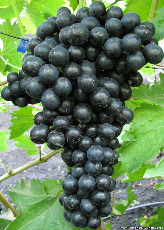 Виноград Блэк Эмеральд Сидлис (Vitis vinifera 'Black Emerald Seedless')