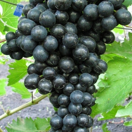 Виноград Блэк Эмеральд Сидлис (Vitis vinifera 'Black Emerald Seedless')