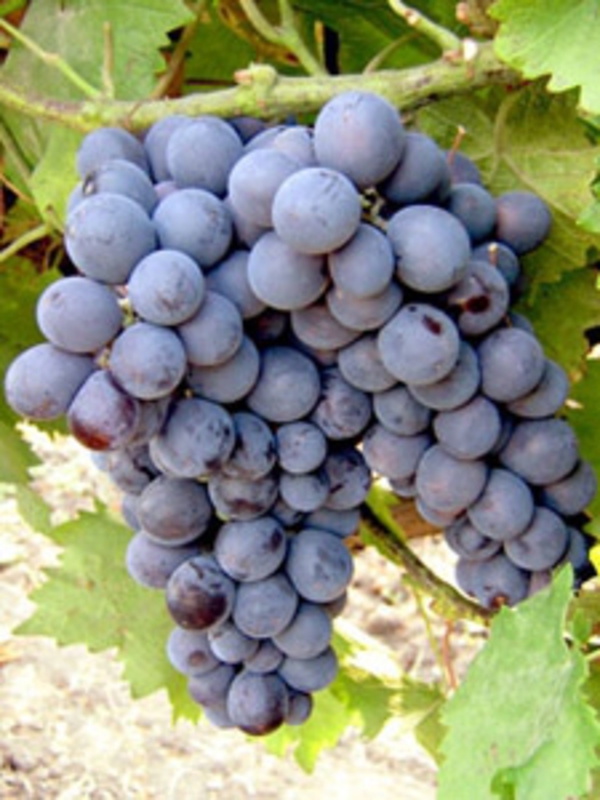 Виноград Муромец (Vitis vinifera 'Muromets')