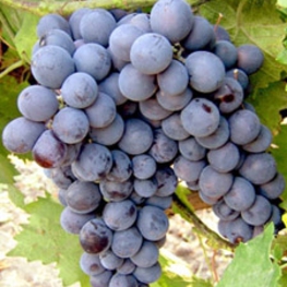Виноград Муромец (Vitis vinifera 'Muromets')