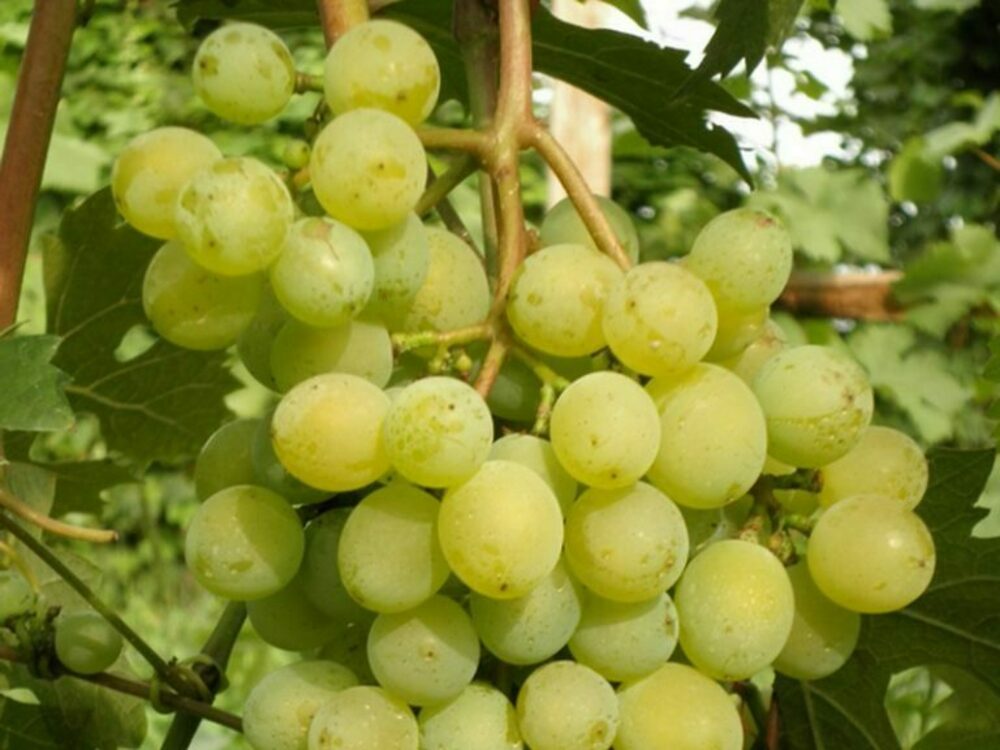 Виноград Особый (Vitis vinifera 'Osobiy')