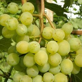 Виноград Особый (Vitis vinifera 'Osobiy')