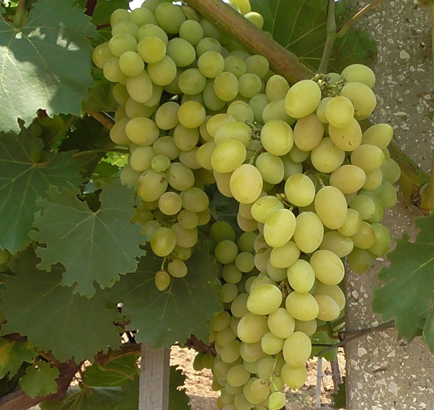 Виноград Августин (Vitis vinifera 'Avgustin')