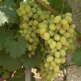 Виноград Августин (Vitis vinifera 'Avgustin')