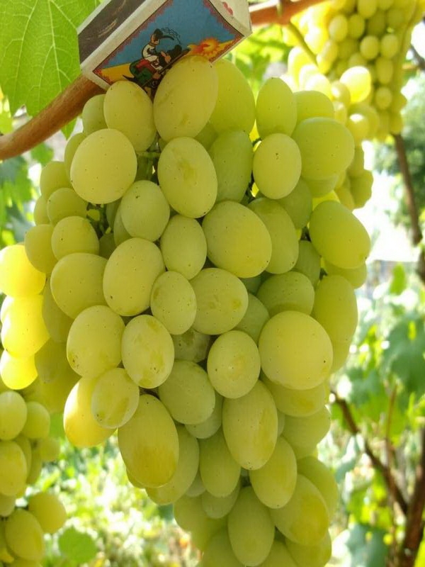 Виноград Белое Чудо (Vitis vinifera 'Beloe Chudo')