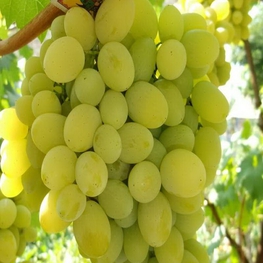 Виноград Белое Чудо (Vitis vinifera 'Beloe Chudo')