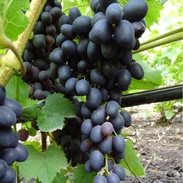 Виноград Аттика (Vitis vinifera 'Attika')