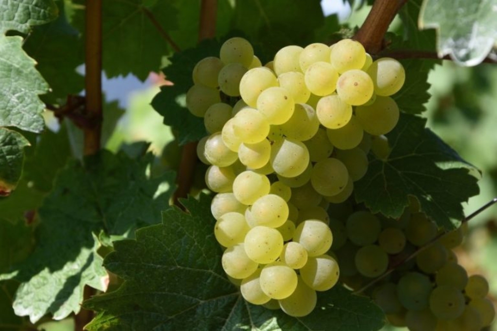 Виноград Восторг (Vitis vinifera 'Vostorg')