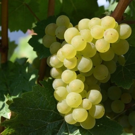 Виноград Восторг (Vitis vinifera 'Vostorg')