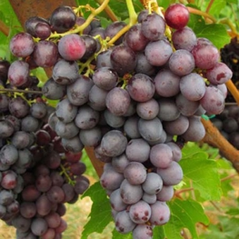 Виноград Краса Никополя (Vitis vinifera 'Krasa Nikopolya')