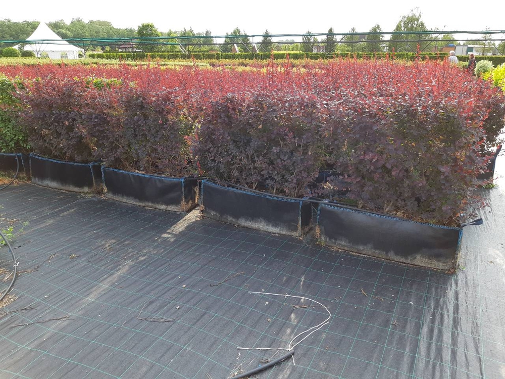 Барбарис оттавский Суперба (Berberis × ottawensis 'Superba')