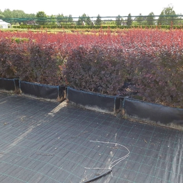 Барбарис оттавский Суперба (Berberis × ottawensis 'Superba')