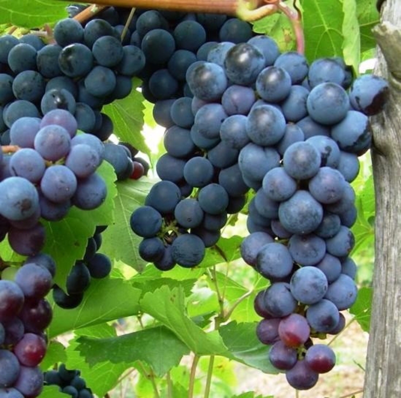 Виноград плодовый (Vitis vinifera)