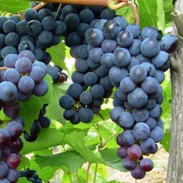Виноград плодовый (Vitis vinifera)