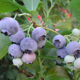 Голубика садовая Бригитта Блю (Vaccinium corymbosum 'Brigitta Blue')