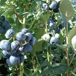 Голубика садовая Гольдтраубе (Vaccinium corymbosum 'Goldtraube')