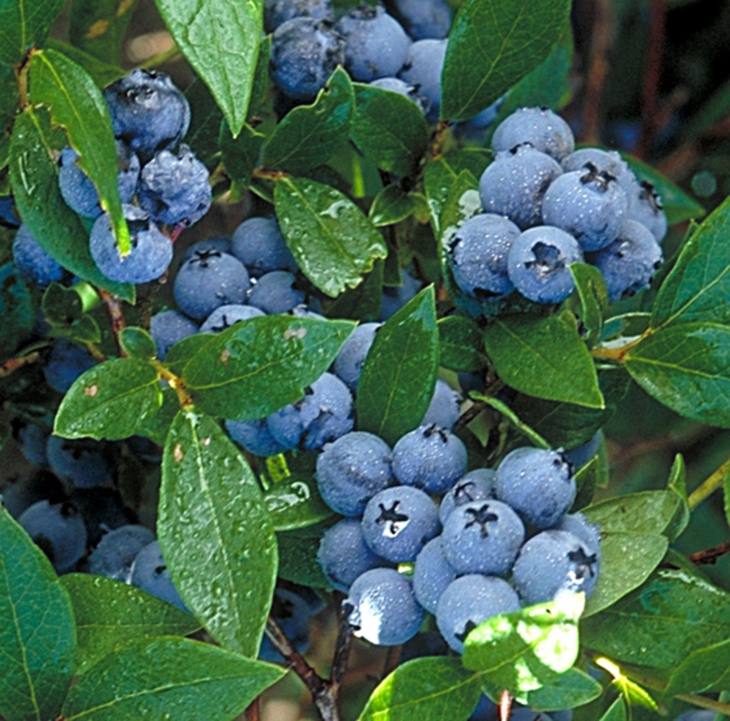 Голубика садовая Норт Кантри (Vaccinium corymbosum 'North Country')