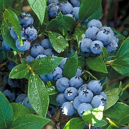 Голубика садовая Норт Кантри (Vaccinium corymbosum 'North Country')