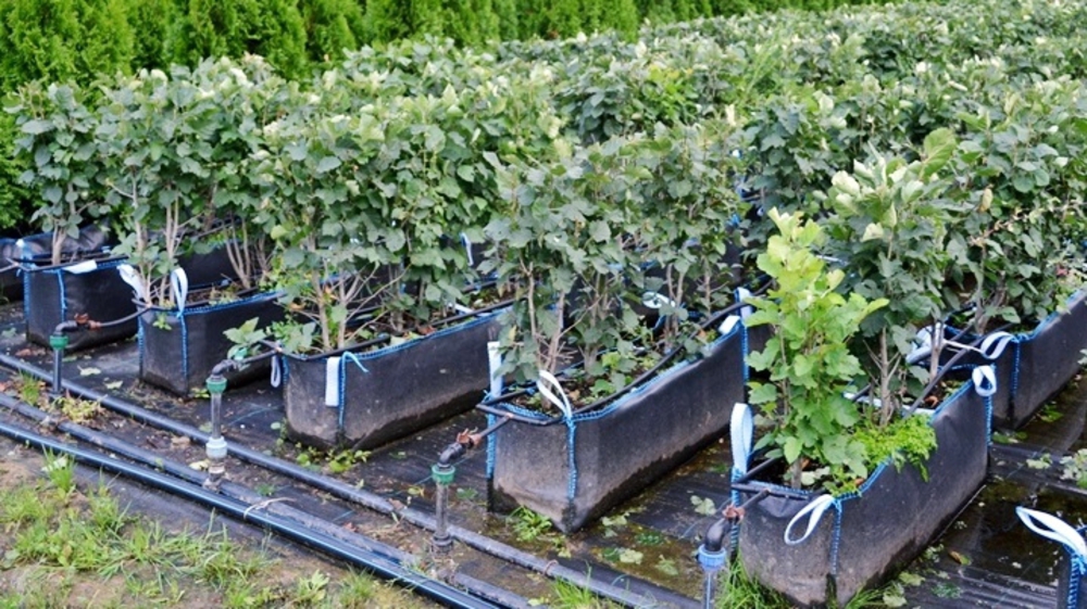 Боярышник однопестичный (Crataegus monogyna)