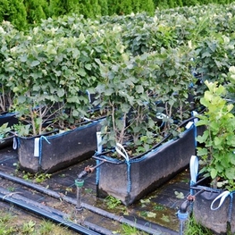 Боярышник однопестичный (Crataegus monogyna)