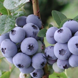 Голубика садовая Стар (Vaccinium corymbosum 'Star')