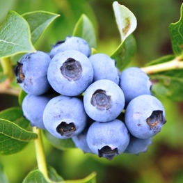 Голубика садовая Дюк (Vaccinium corymbosum 'Duke')