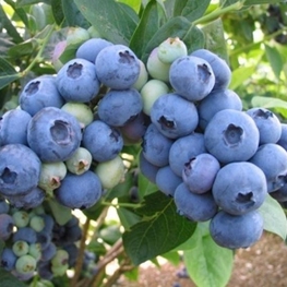 Голубика Бонус (Vaccinium corymbosum 'Bonus')