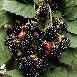Ежевика Блэк Сатин (Rubus fruticosus 'Black Satin')