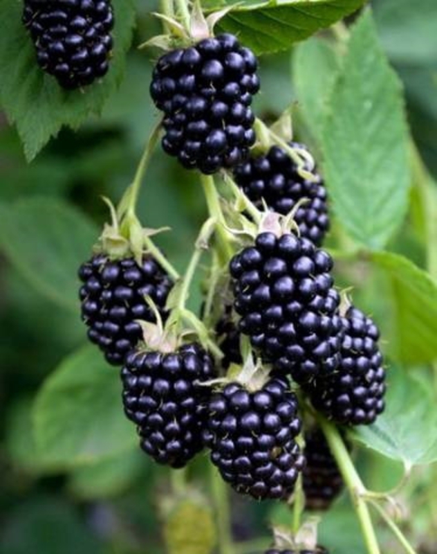 Ежевика Лох Несс (Rubus fruticosus 'Loch Ness')