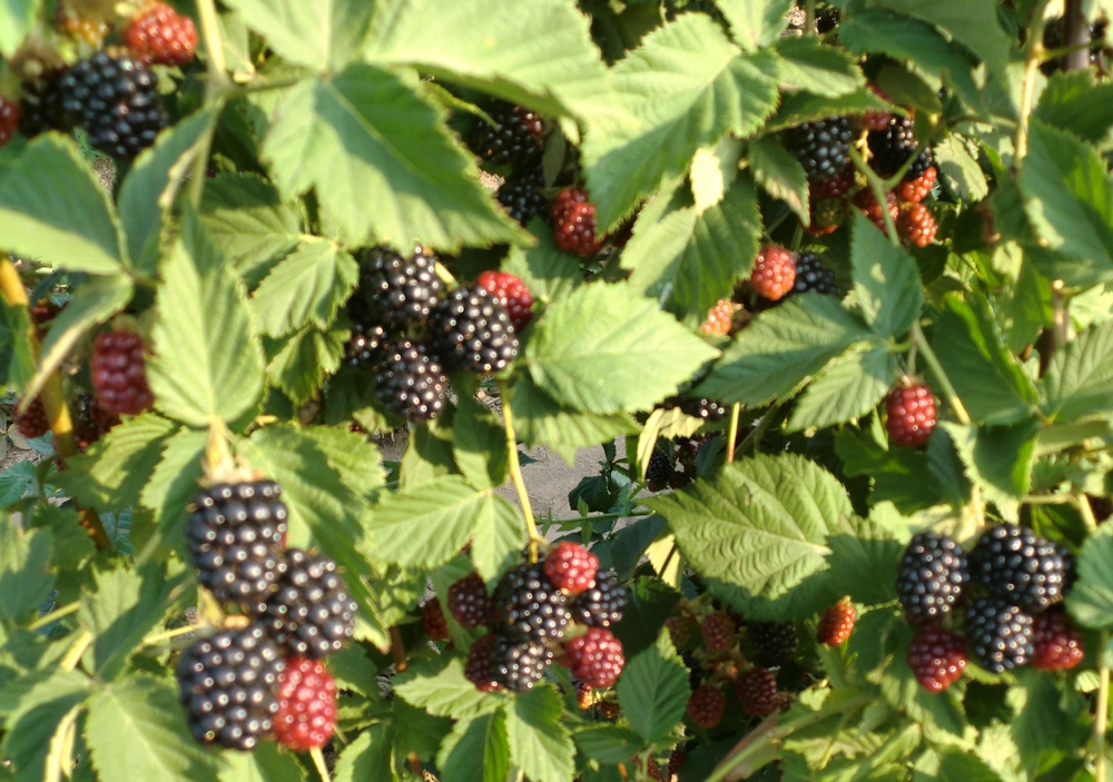 Ежевика Торнфри (Rubus fruticosus 'Thornfree')