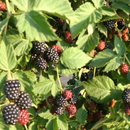 Ежевика Торнфри (Rubus fruticosus 'Thornfree')