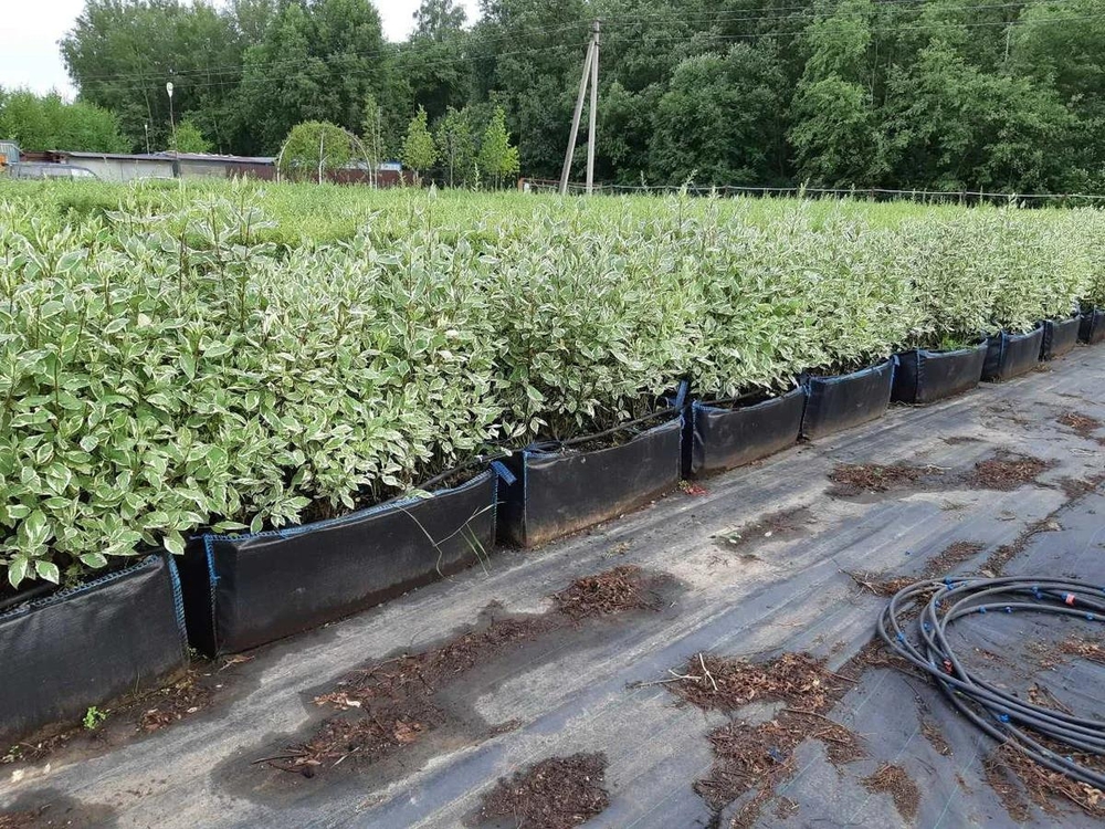 Дерен белый Элегантиссима (Cornus alba 'Elegantissima')